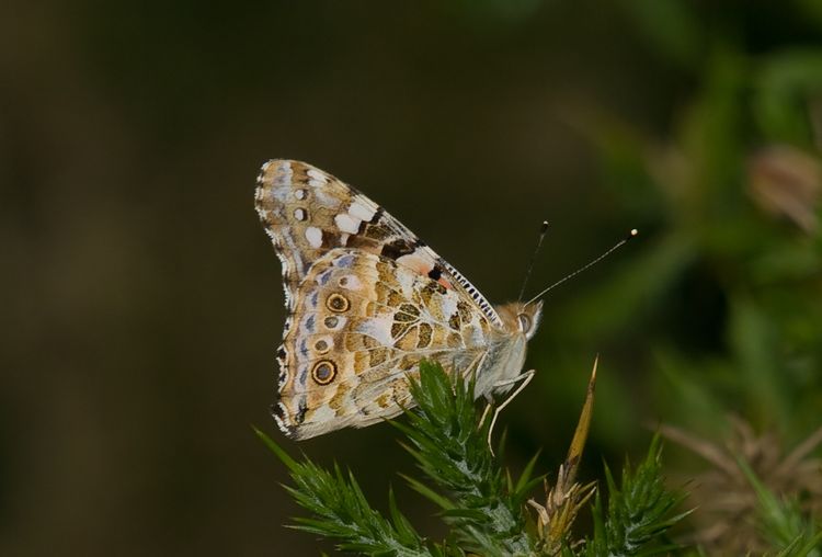 Painted lady, evening