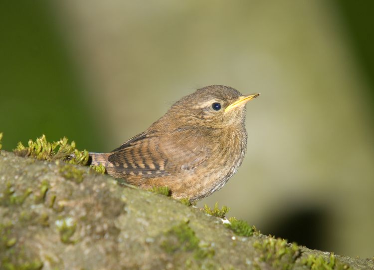 Baby wren cropped a