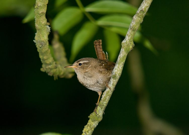 Adult wren monday