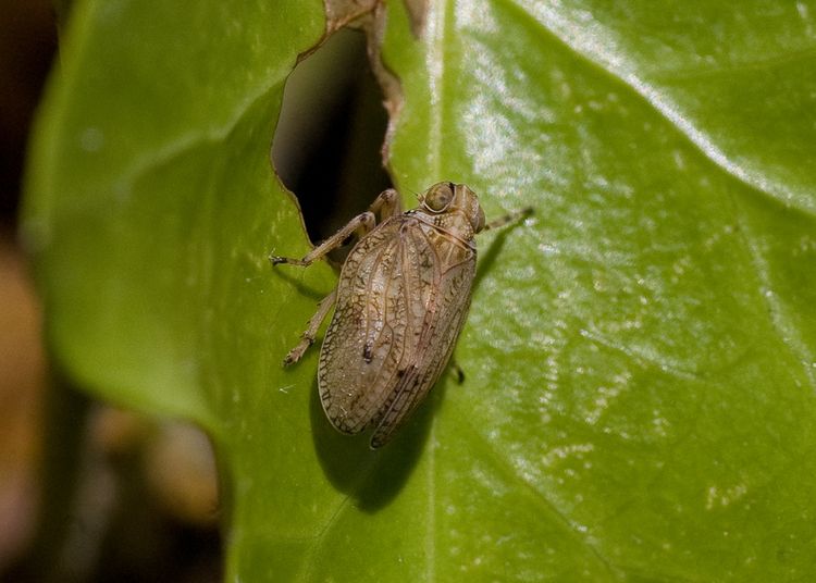 Adult Issus coleoptratus a