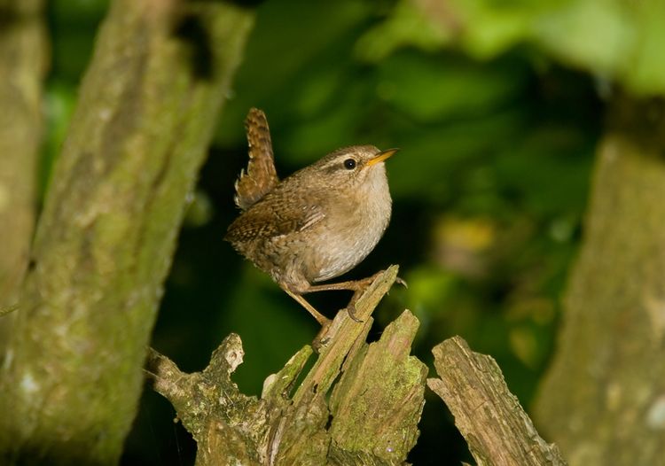 Wren