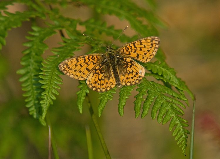 Small Pearl-Bordered Fritillary