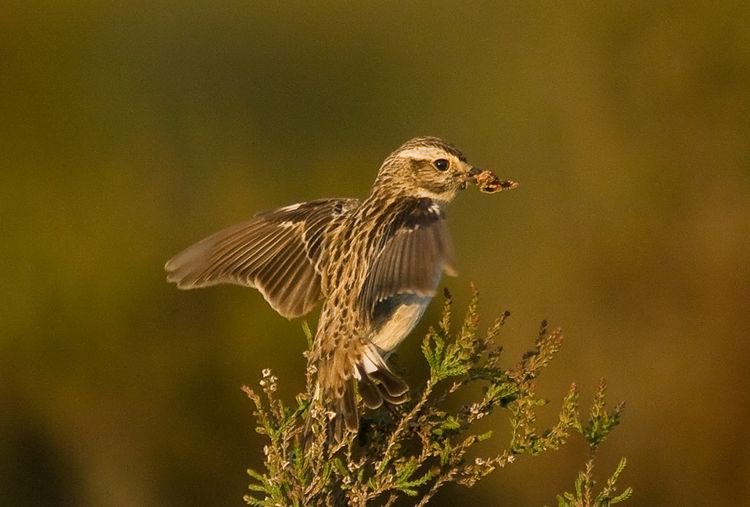Wings spread with prey