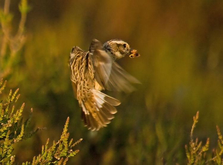 Whinchat with prey