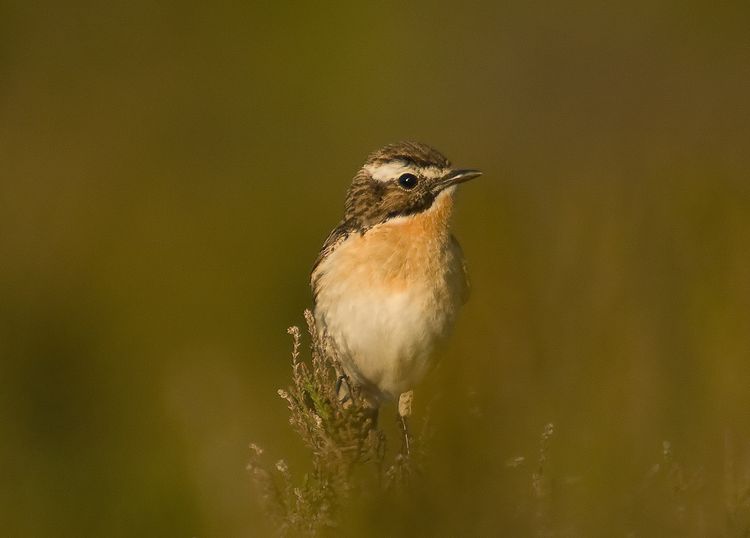 Male thru the heather
