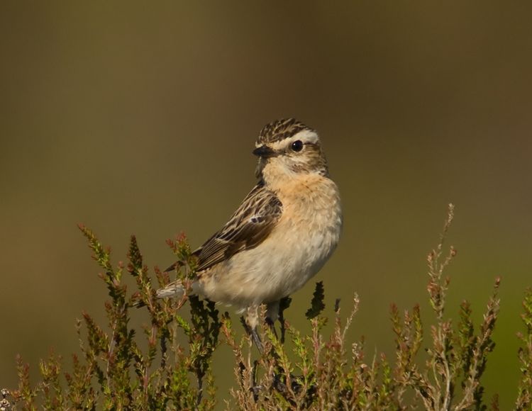 Whinchat hen