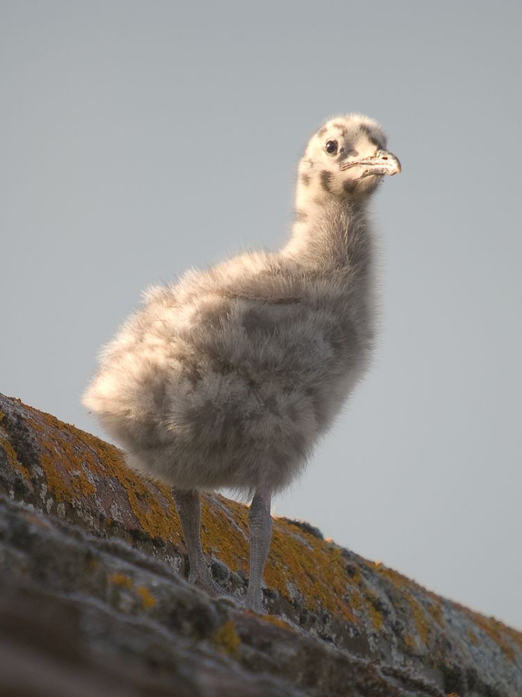 Herring Gull Chick 2