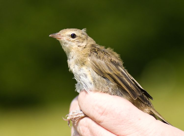 Garden Warbler