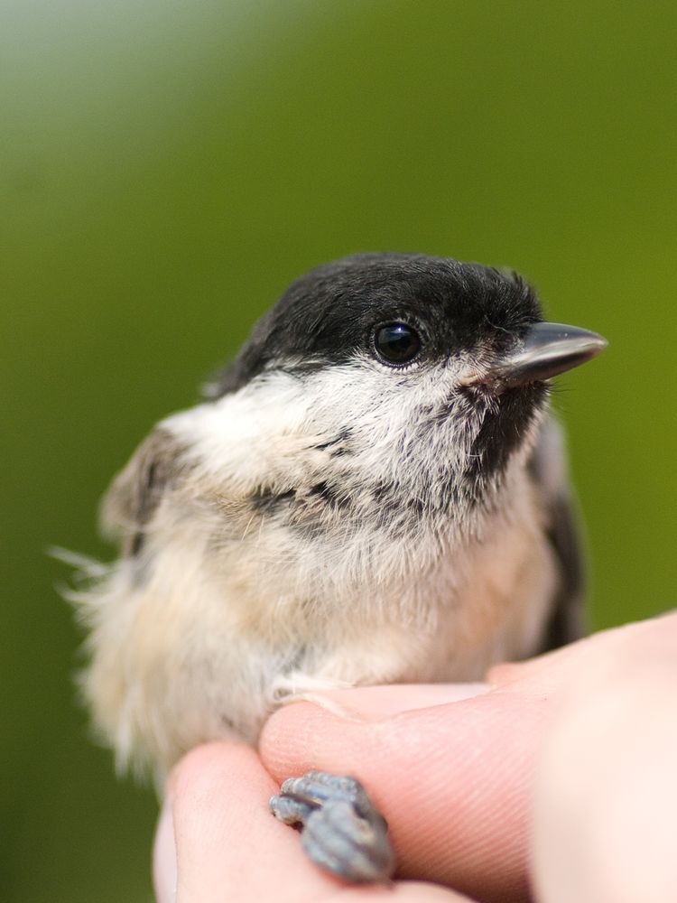 Marsh Tit