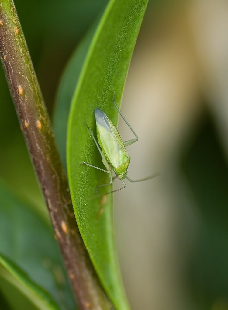 Branscombe leaf Hopper