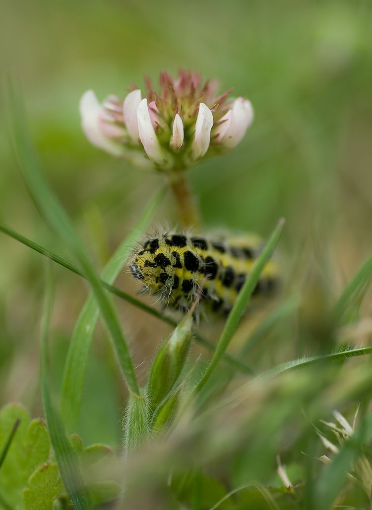 Six spot Burnet caterpillar