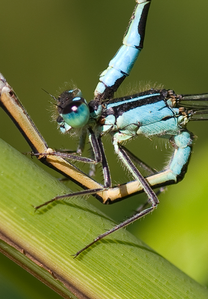 Mating Close up