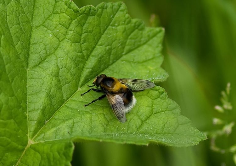 Volucella Bombylans plumata