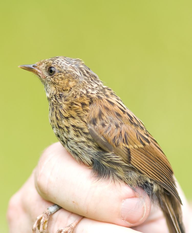 Juvenile Dunnock