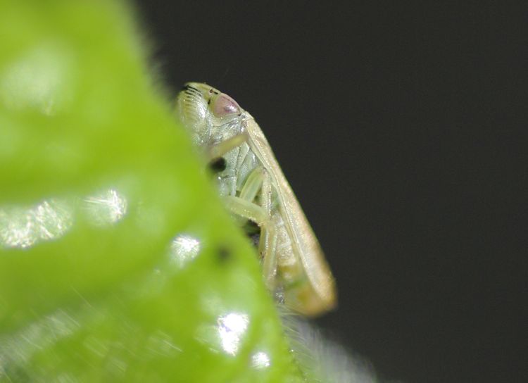 Leaf Hopper 5JPG