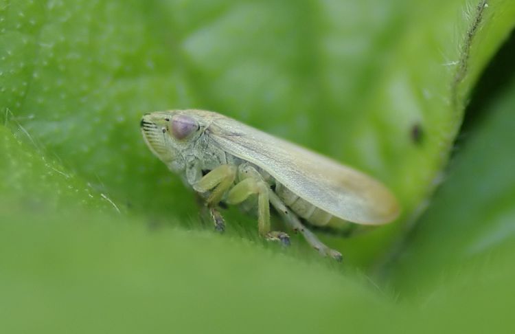Leaf hopper 2