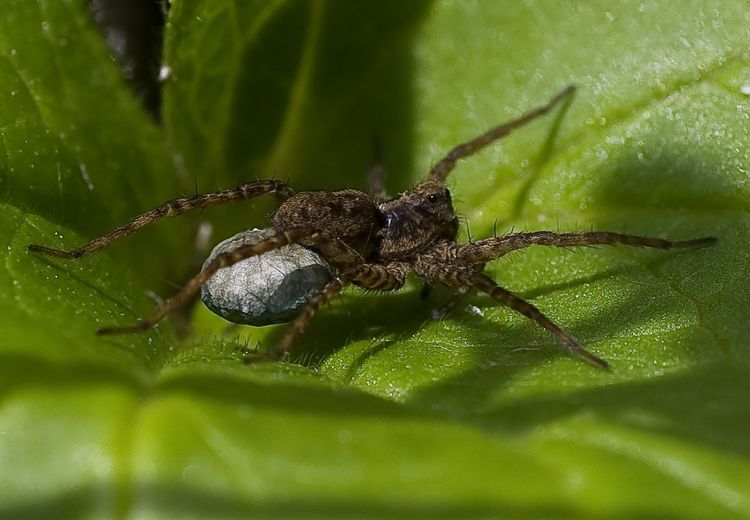 Spider with eggs 2