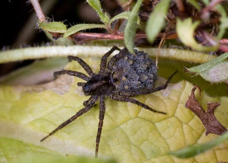 Spider with babies