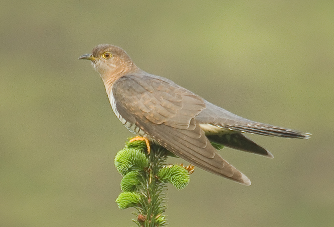 Cuckoo 1a