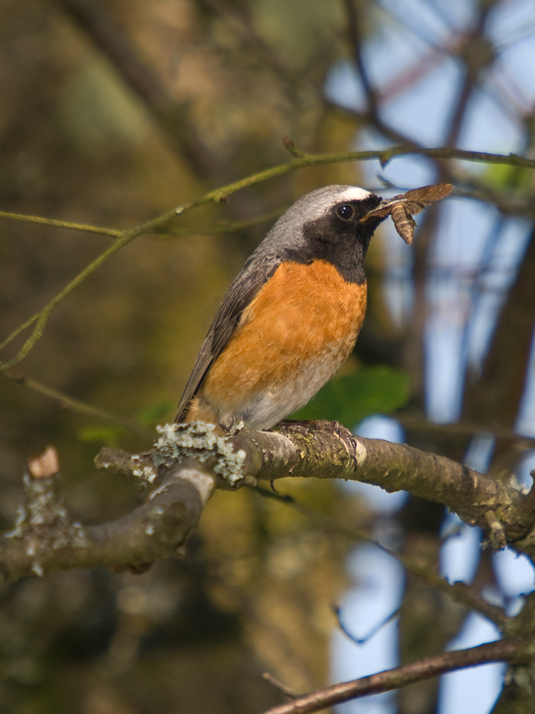 Redstart2a