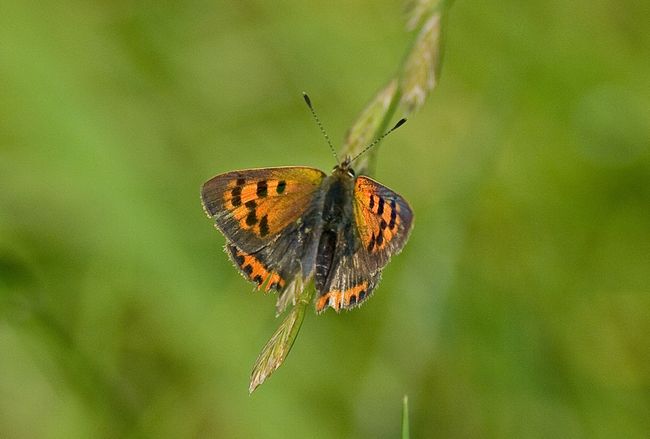 Small Copper