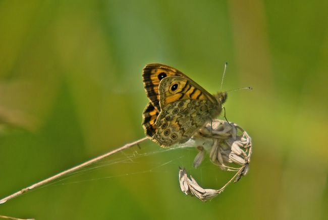 Wall Brown