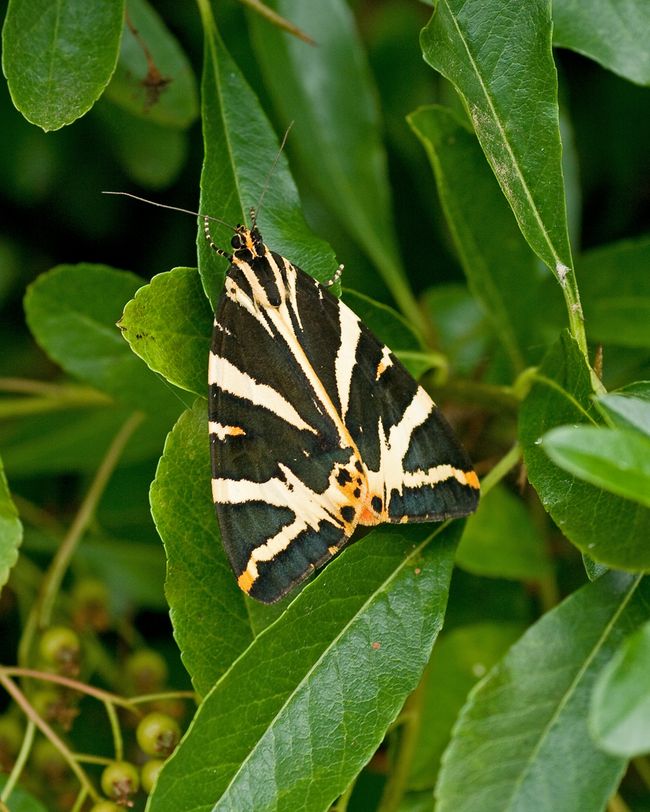 Jersey TigerMoth
