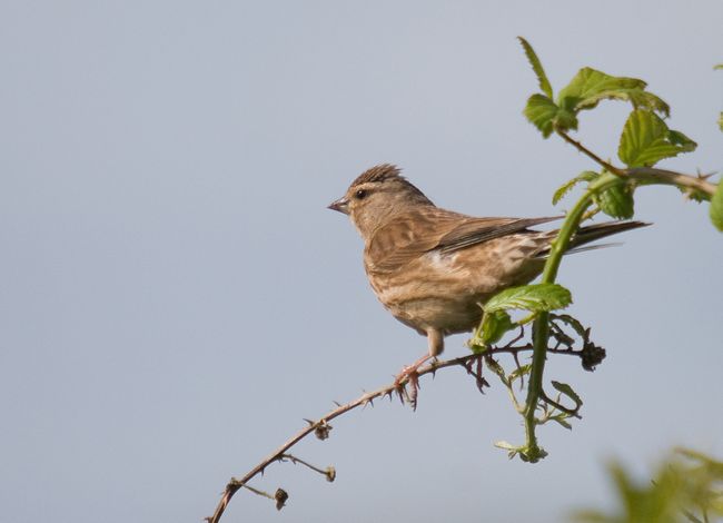Linnet female1