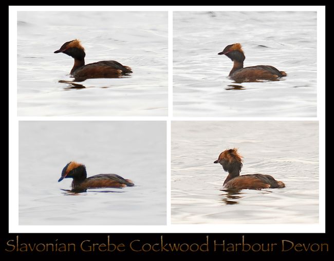 Slavonian Grebe
