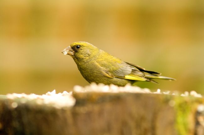 Greenfinch2