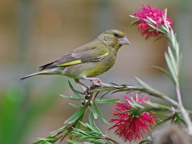 Greenfinch3