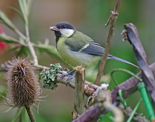 Great Tit