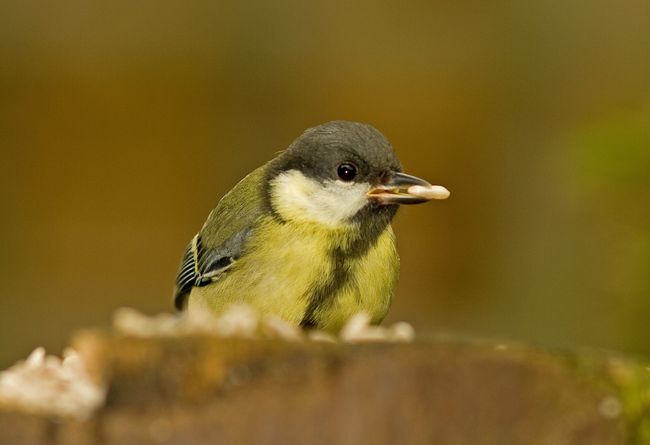 Great tit5