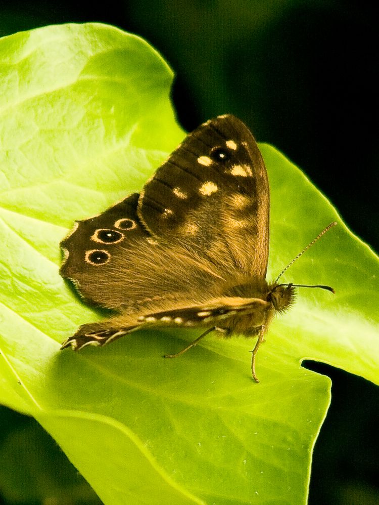 Speckled Wood