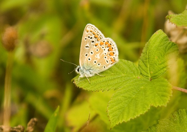 Blue underwing