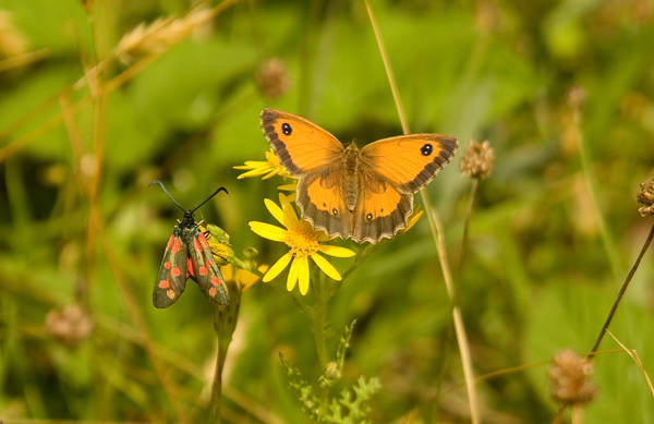 Gate Keeper and Burnet