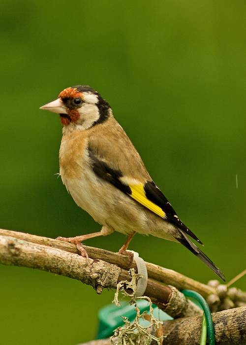 Goldfinch