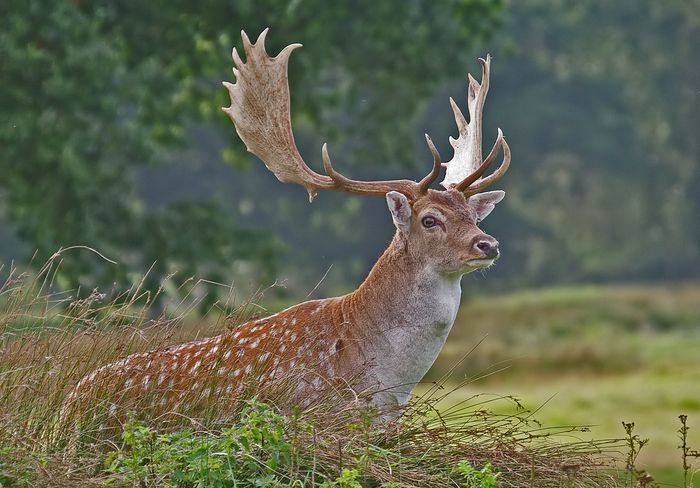 A Fallow Buck 3