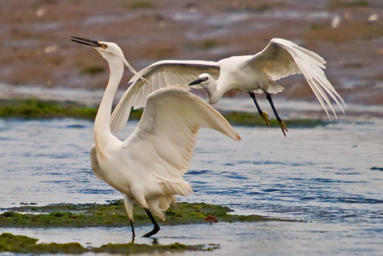 Little Egret Pairpsd