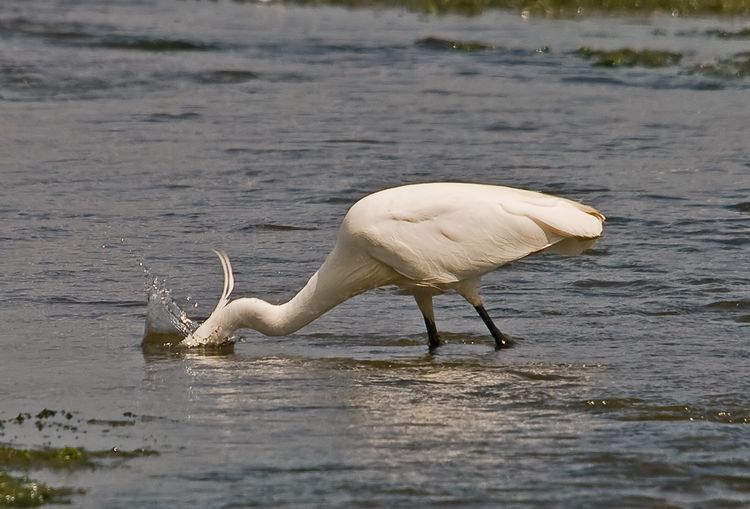 Li Egret Diving