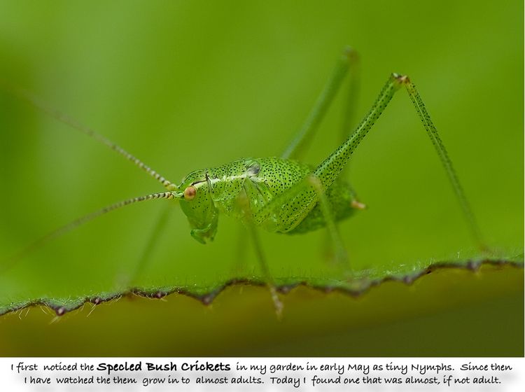 Bushcricket 1
