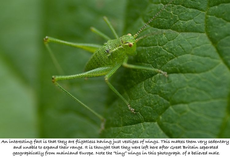 Bush Cricket 2