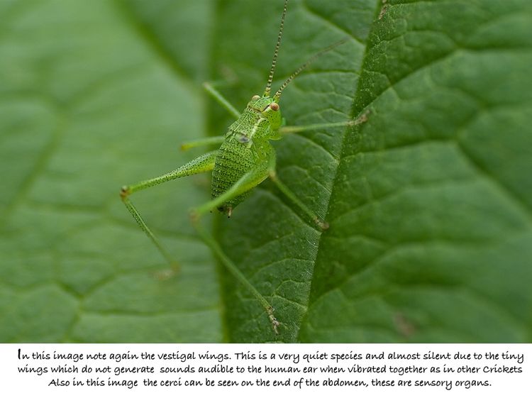 Cricket 3