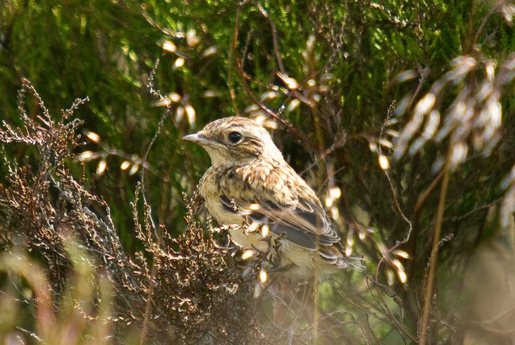 Meadow Pipit baby 2