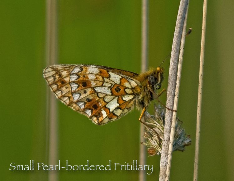 Small Pearl-bordered Fritillary 1
