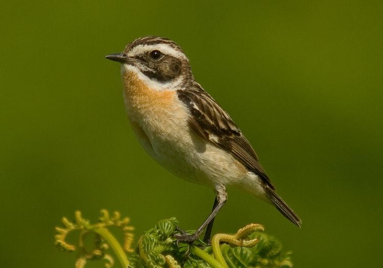 Whinchat BGs