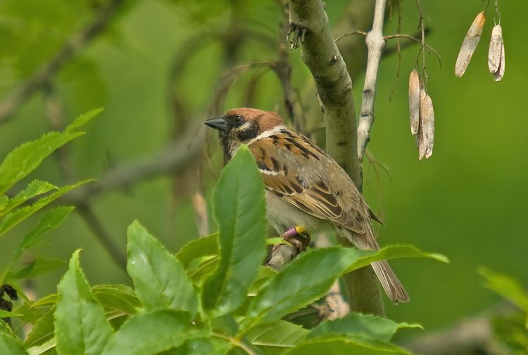 Tree Sparrow 1