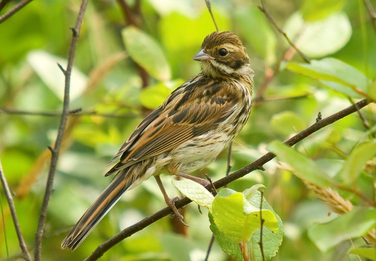 Reed Bunting female