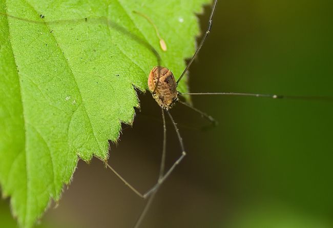 Harvestman 1