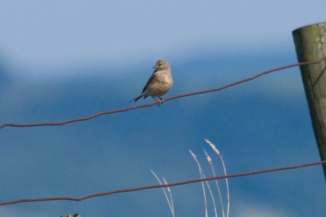 Twite?